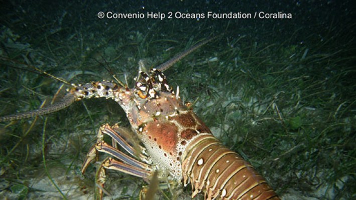 Spinny lobster (134)2